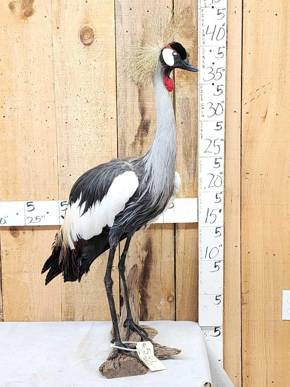 FH35c - African Crowned Crane Full Body Bird Taxidermy