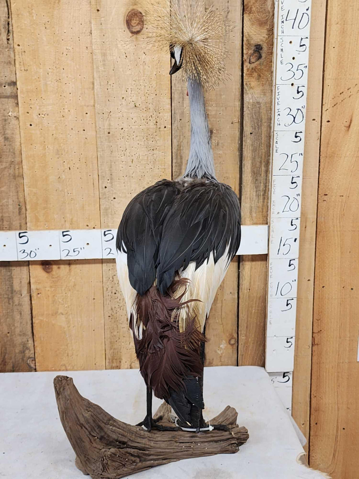 FH35c - African Crowned Crane Full Body Bird Taxidermy