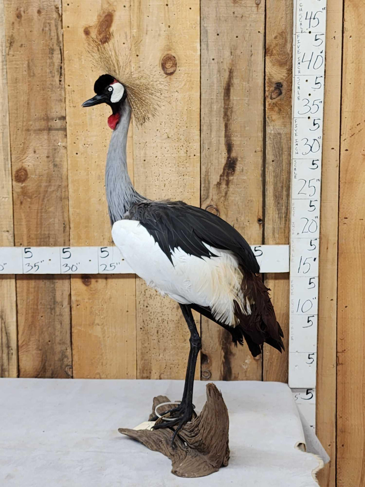 FH35c - African Crowned Crane Full Body Bird Taxidermy