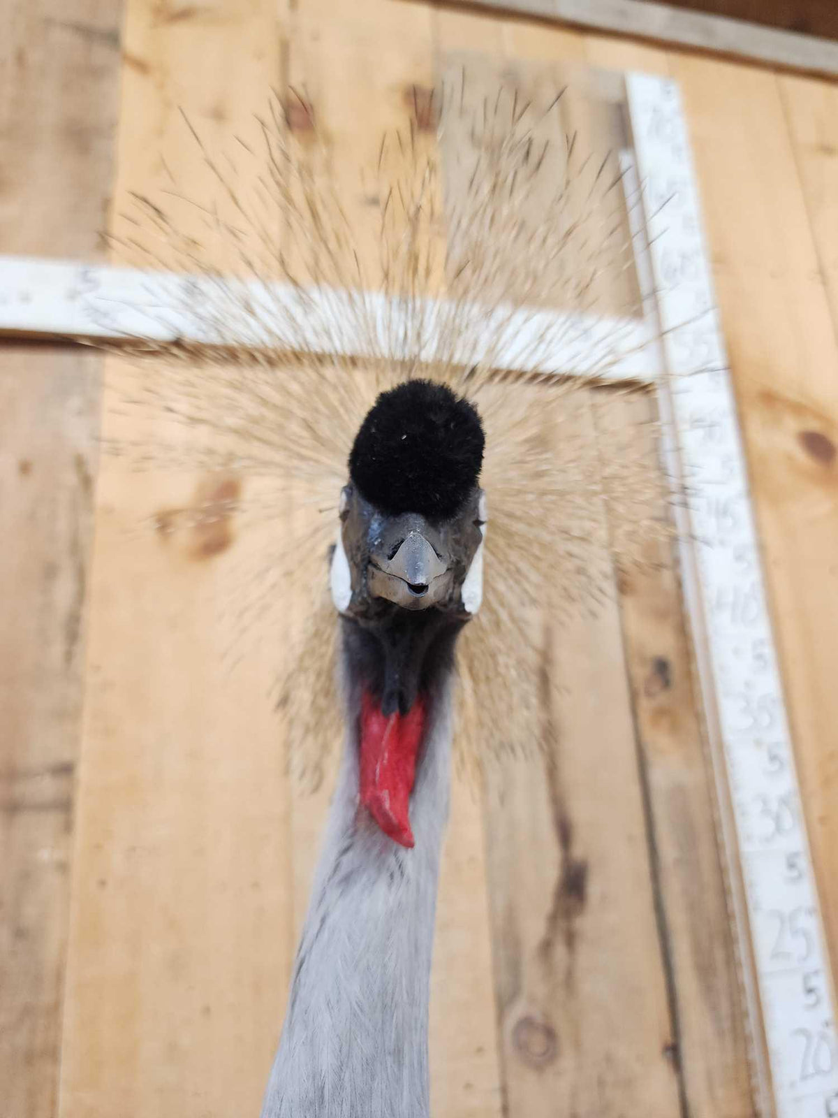 FH35c - African Crowned Crane Full Body Bird Taxidermy