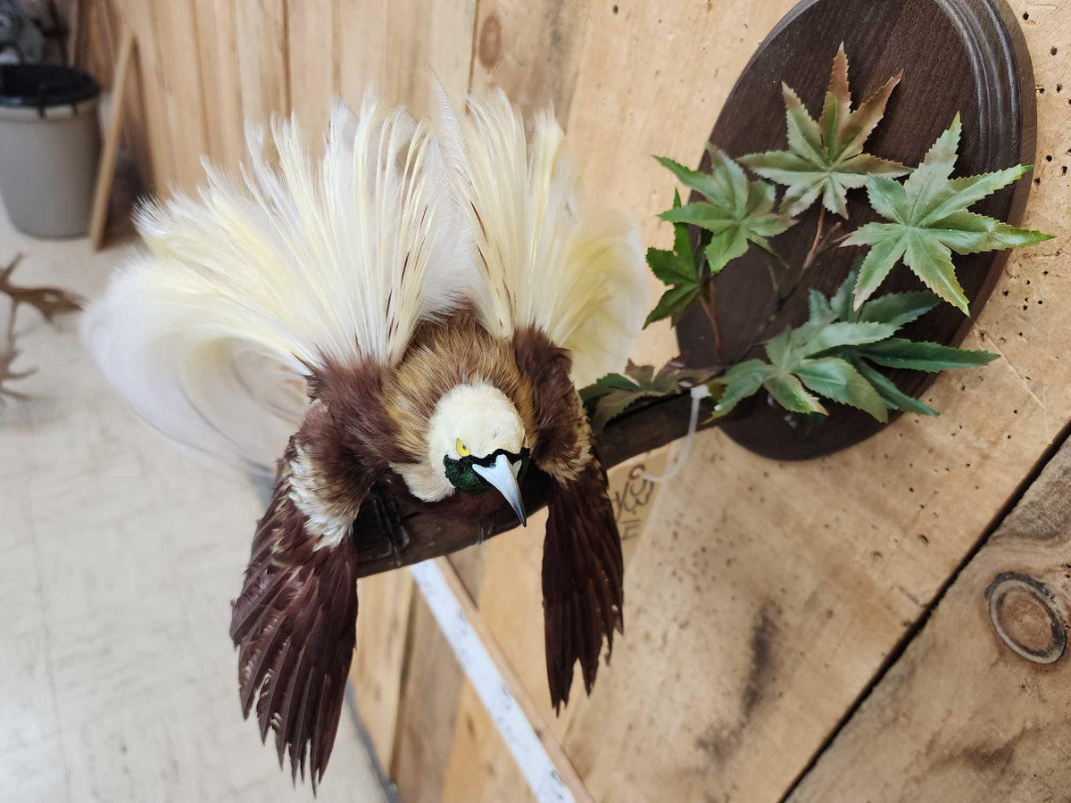 FH36j - SUPER RARE Bird Of Paradise In Flight Bird Taxidermy