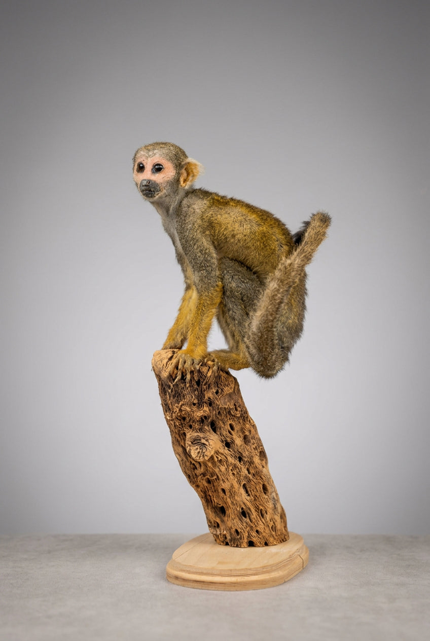 FH36s - Squirrel Monkey Full Body Taxidermy Mount