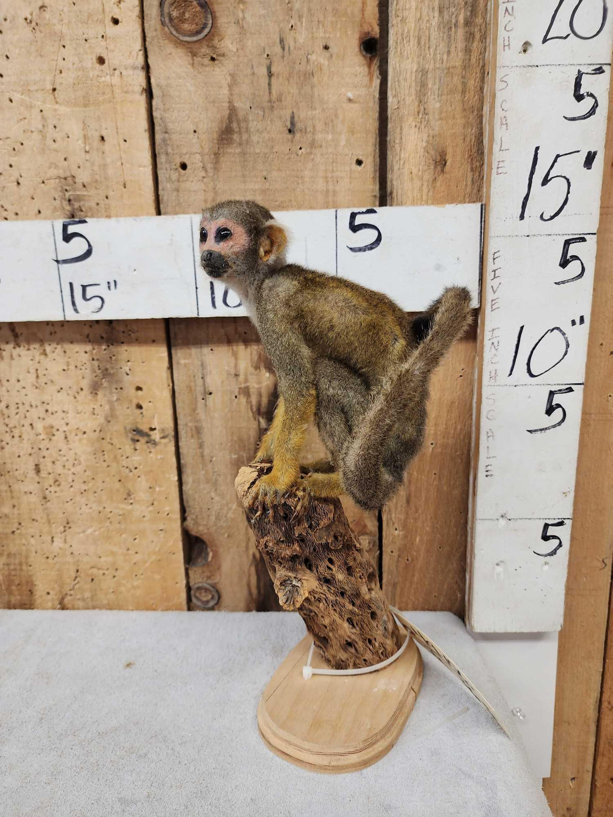 FH36s - Squirrel Monkey Full Body Taxidermy Mount