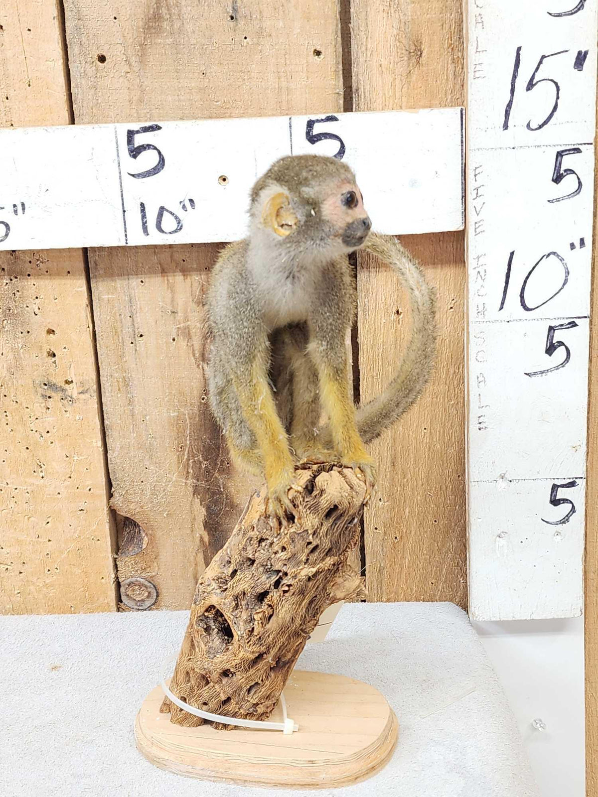 FH36s - Squirrel Monkey Full Body Taxidermy Mount