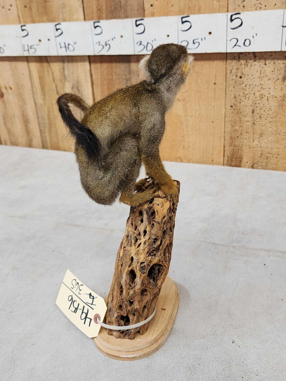 FH36s - Squirrel Monkey Full Body Taxidermy Mount