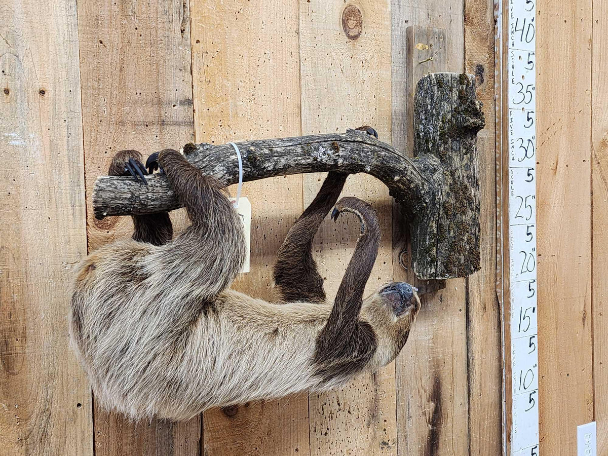 FH37b - Rare Two Toed Sloth Full Body Taxidermy Mount