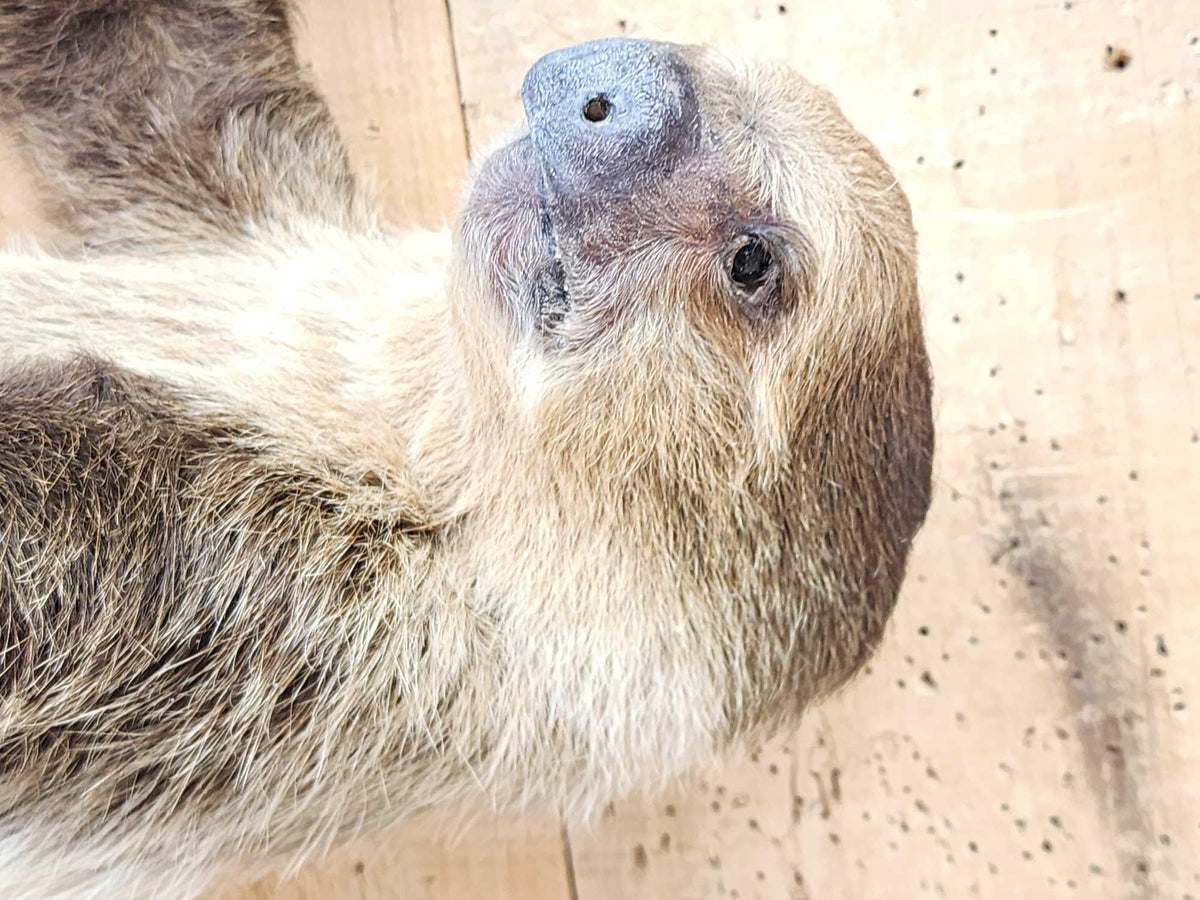 FH37b - Rare Two Toed Sloth Full Body Taxidermy Mount