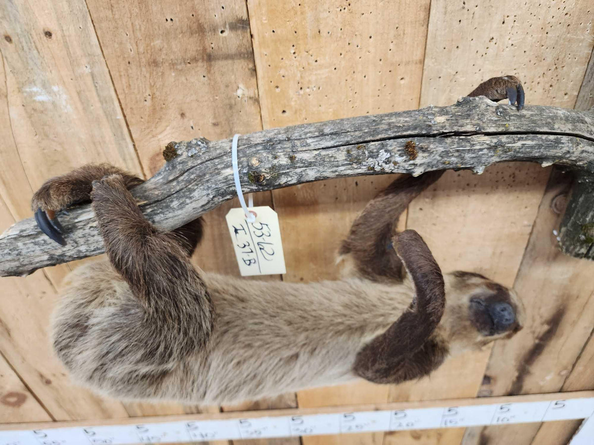 FH37b - Rare Two Toed Sloth Full Body Taxidermy Mount