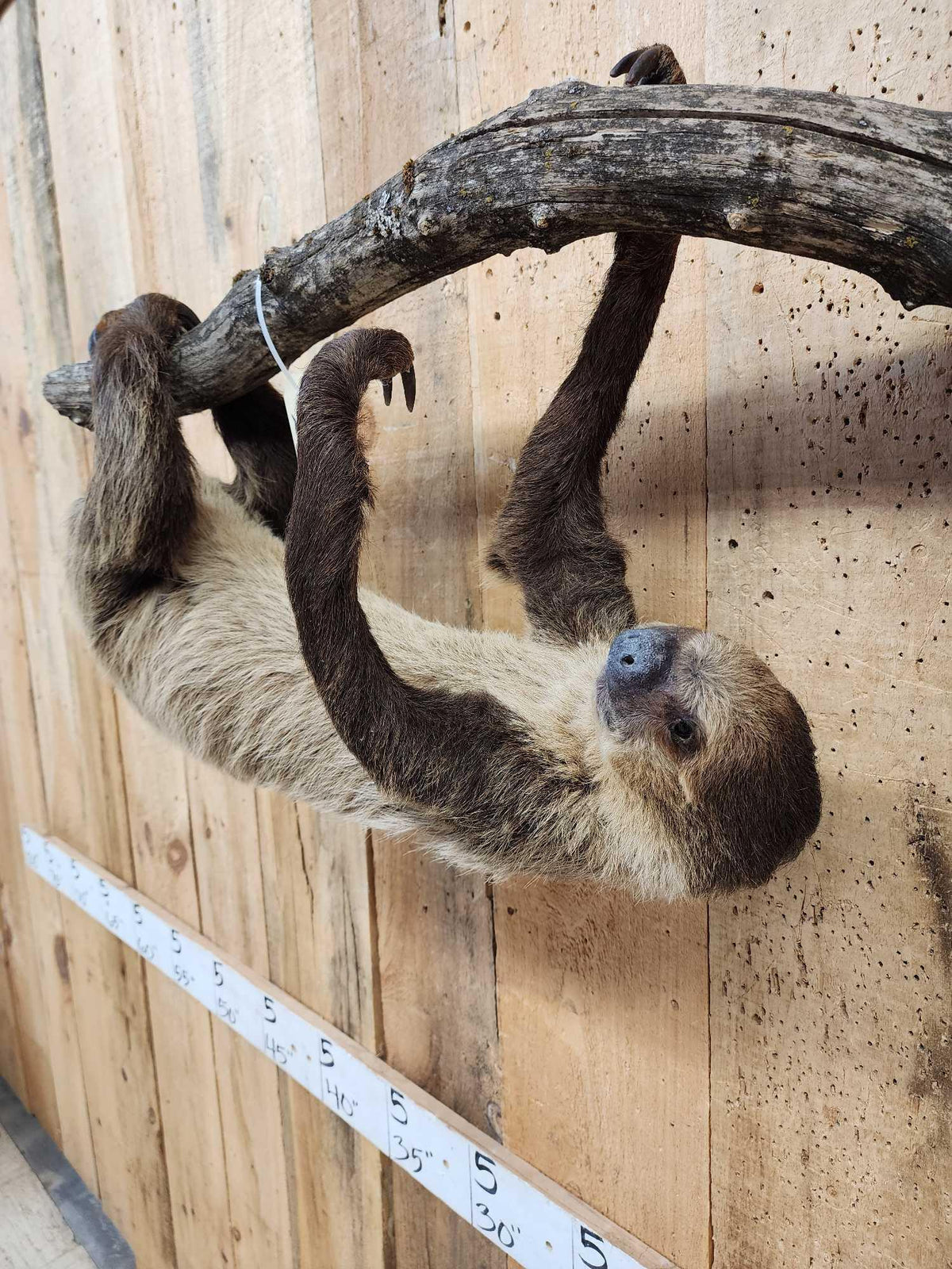 FH37b - Rare Two Toed Sloth Full Body Taxidermy Mount
