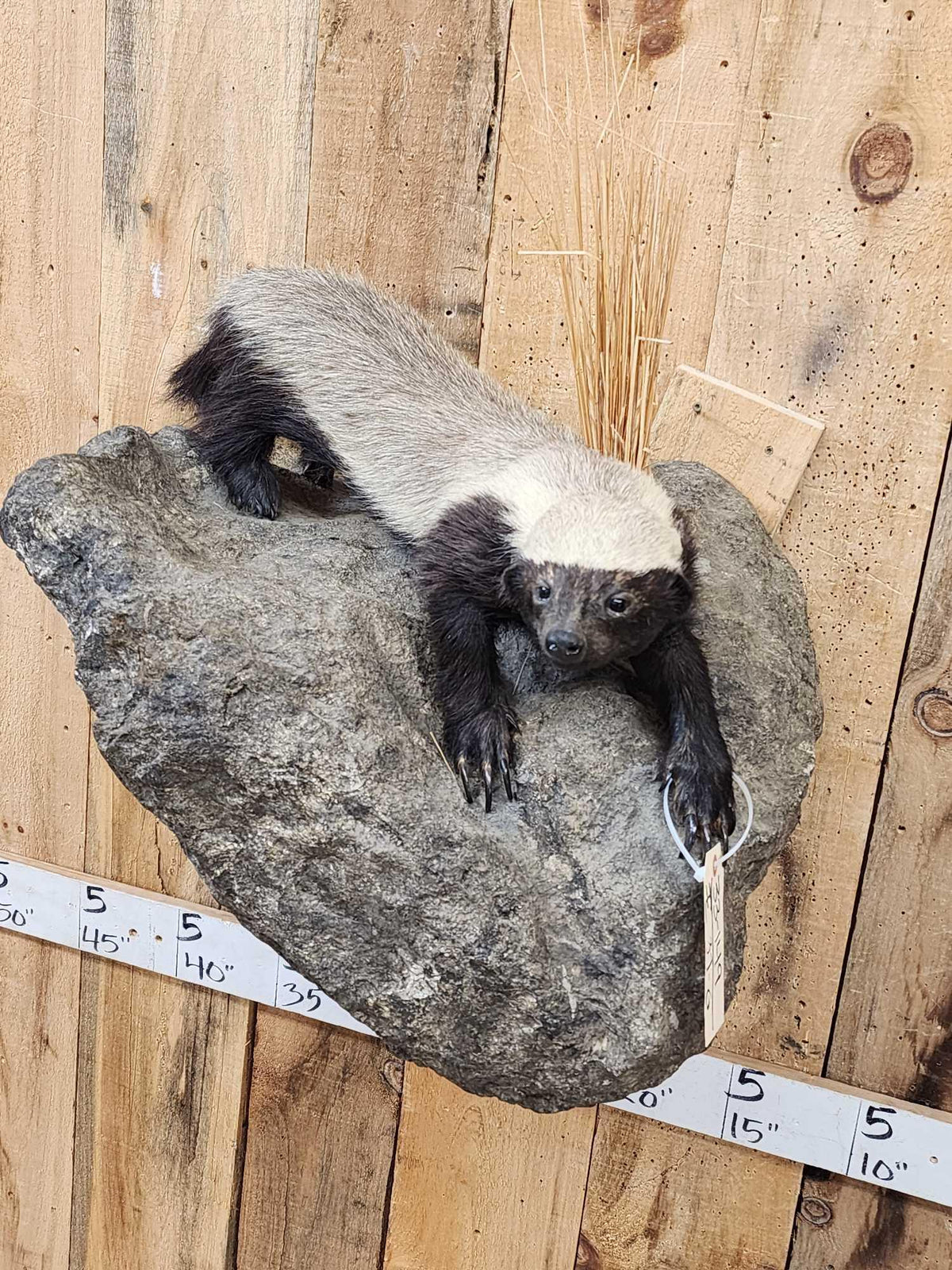 FH37g - African Honey Badger Full Body Taxidermy Mount