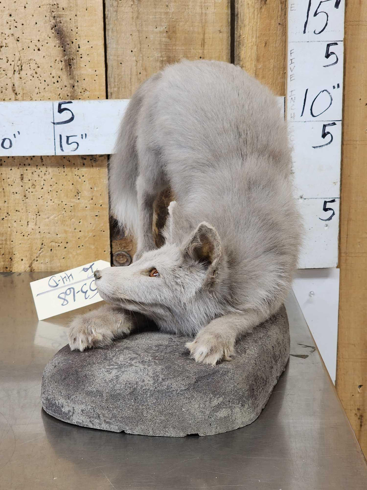 FH44d - Ranch Fox Pup At Play Full Body Taxidermy Mount