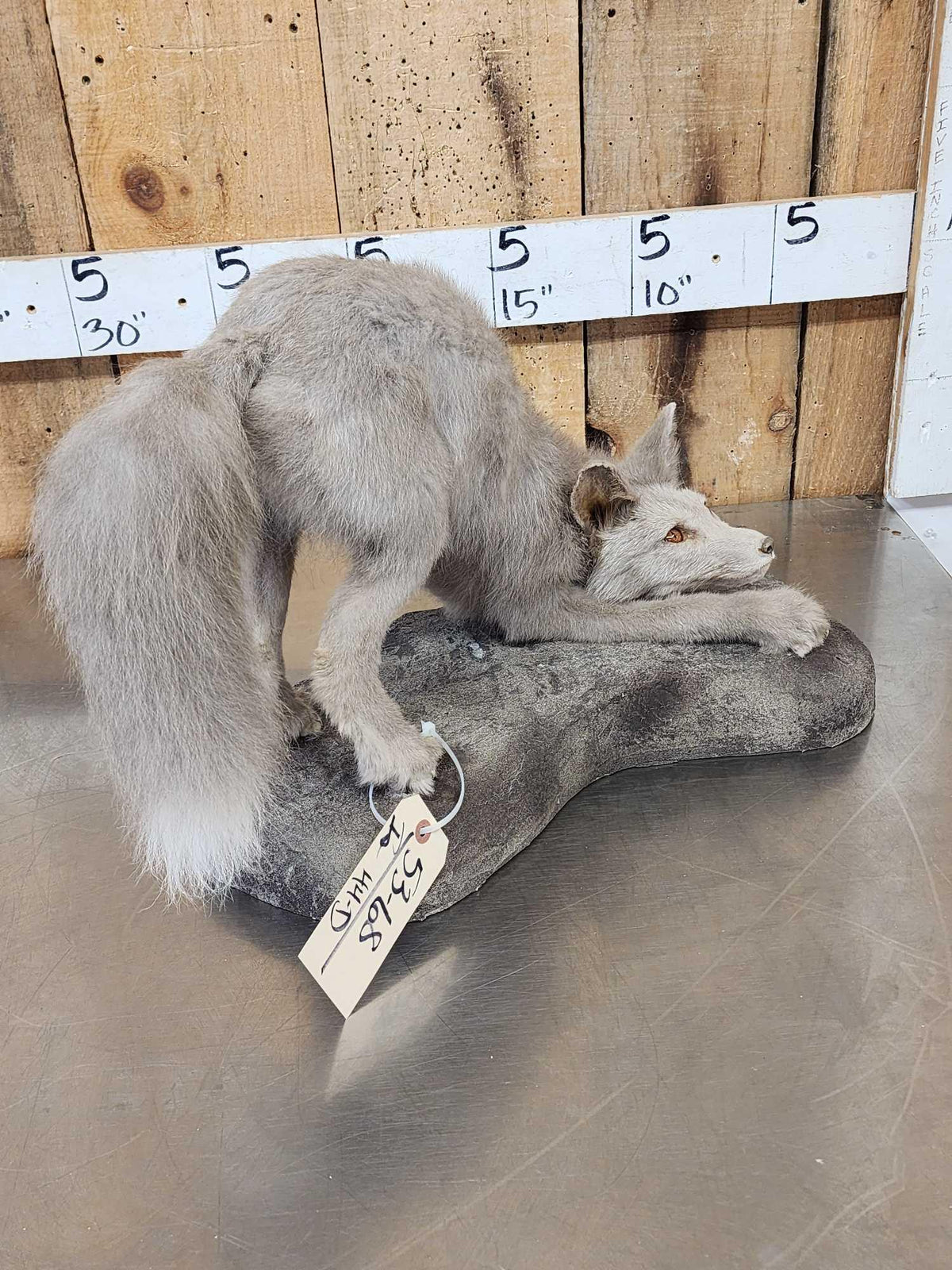 FH44d - Ranch Fox Pup At Play Full Body Taxidermy Mount