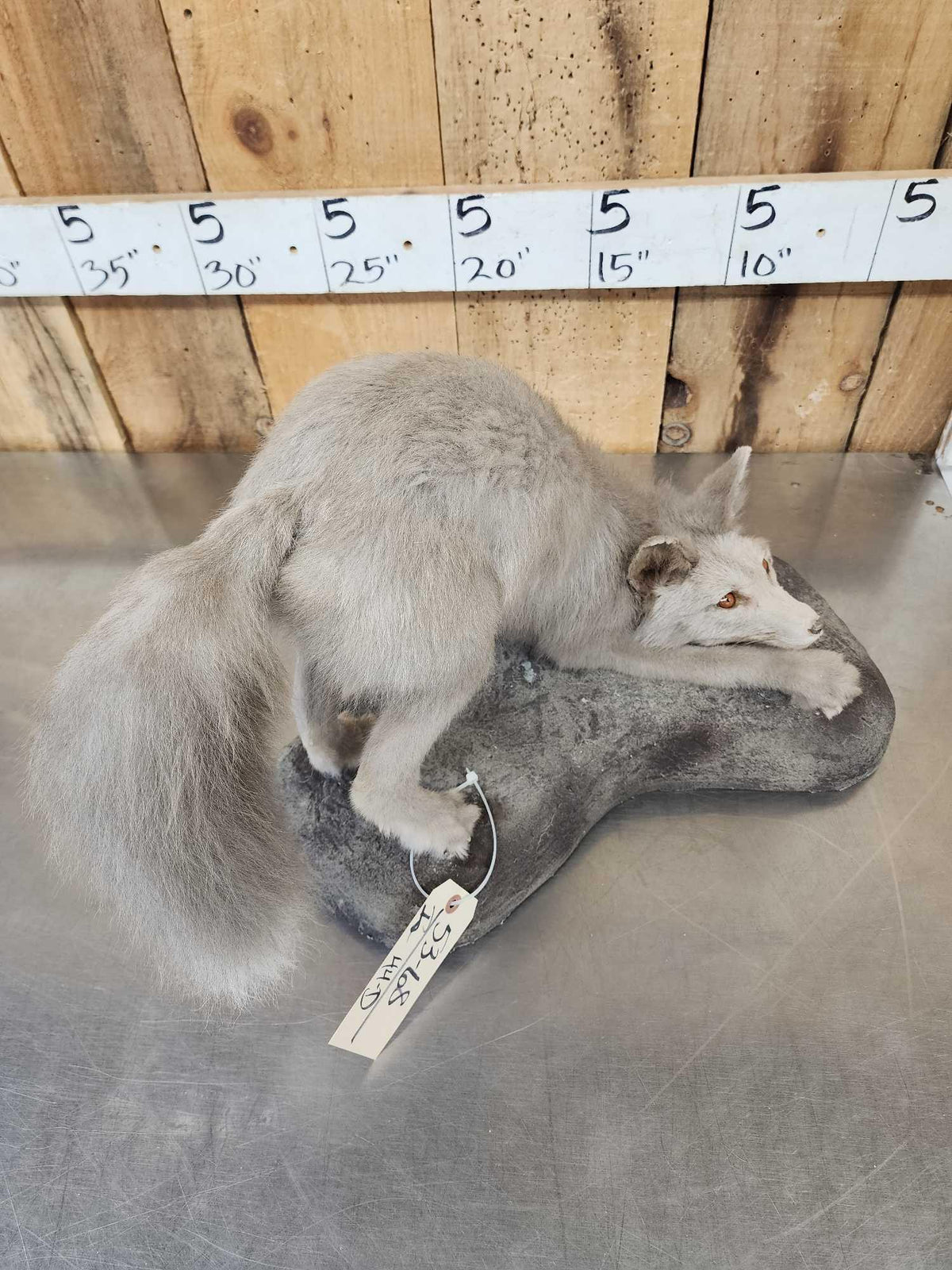 FH44d - Ranch Fox Pup At Play Full Body Taxidermy Mount