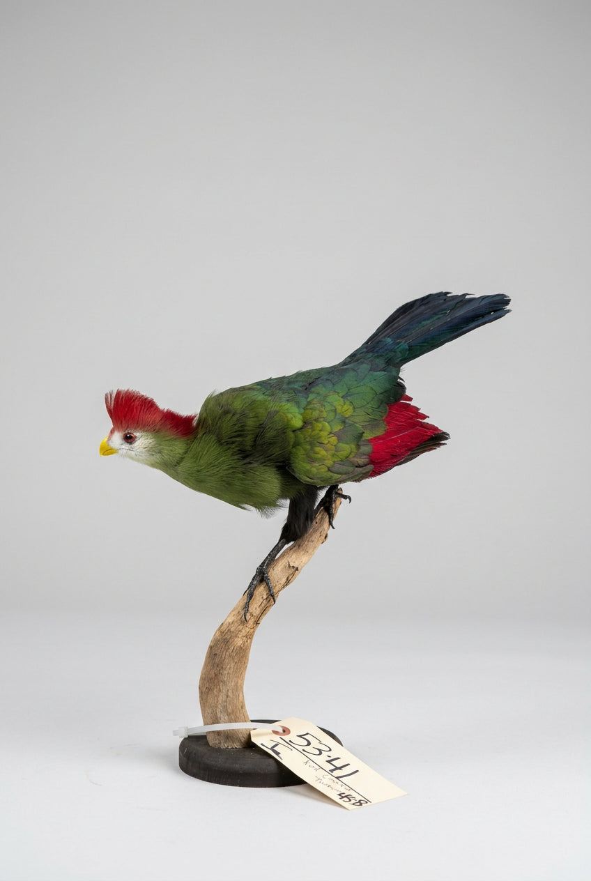 FH45b - African Red Crested Turaco Bird Taxidermy