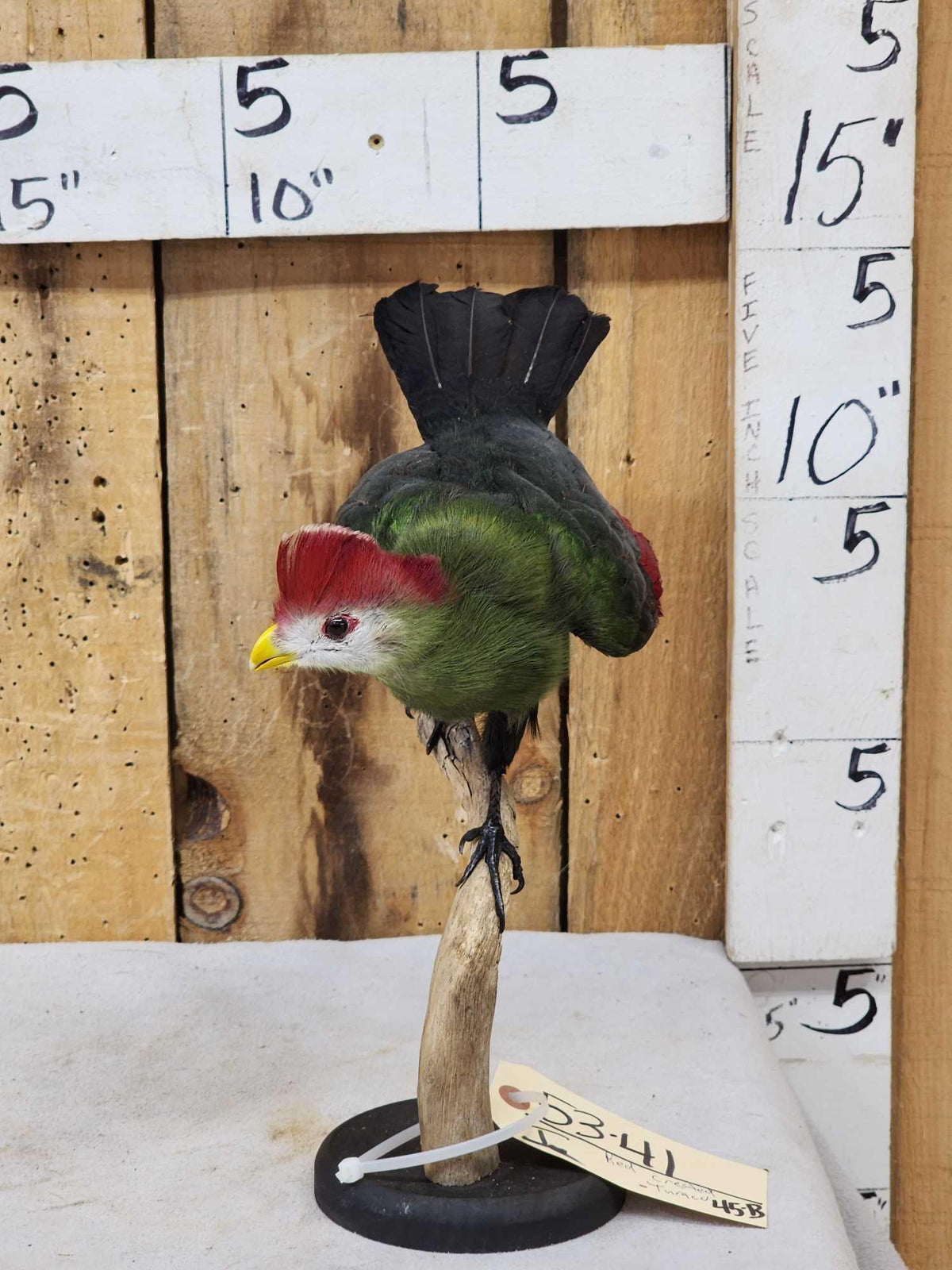 FH45b - African Red Crested Turaco Bird Taxidermy