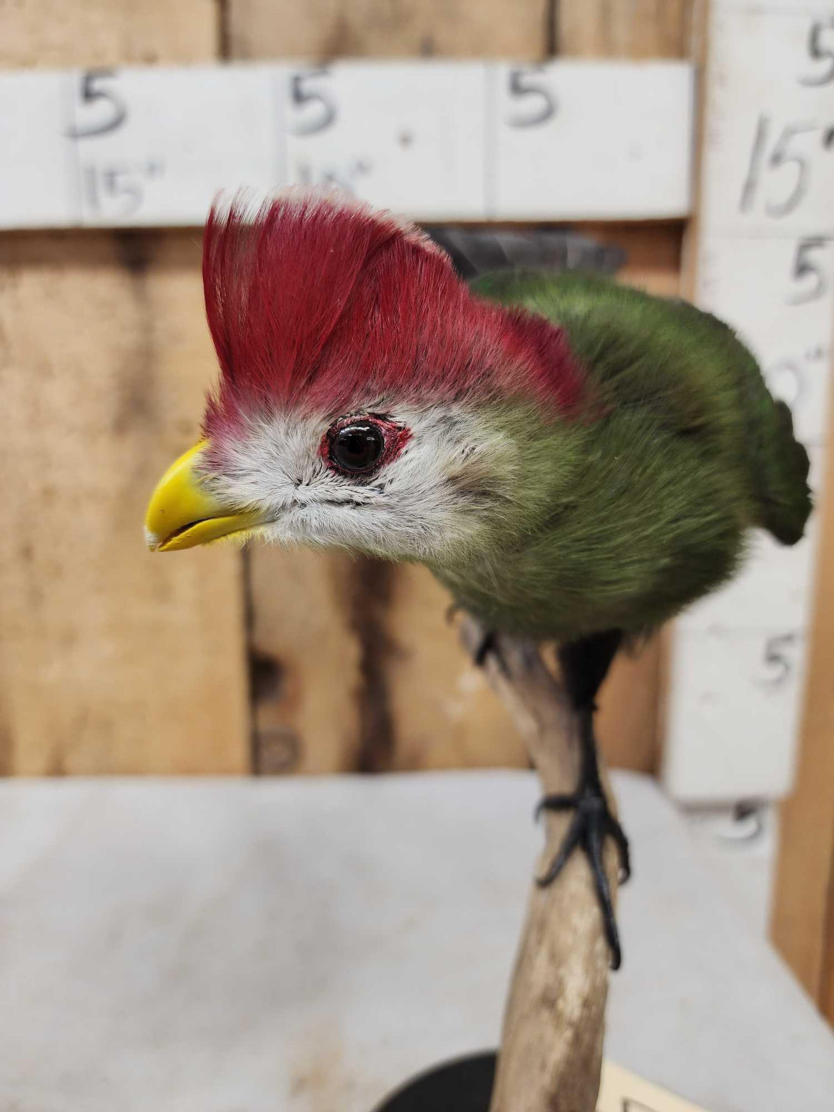 FH45b - African Red Crested Turaco Bird Taxidermy