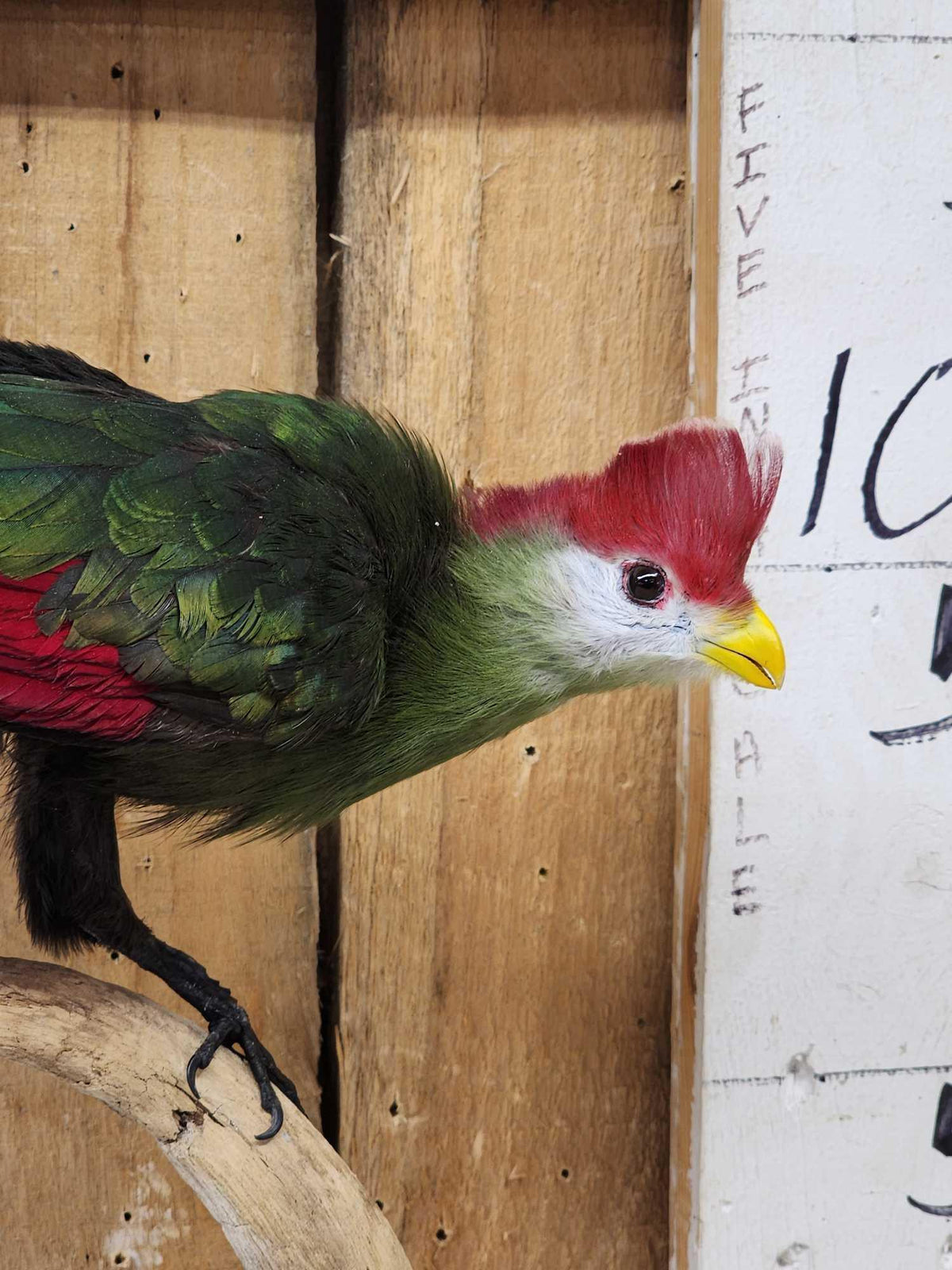 FH45b - African Red Crested Turaco Bird Taxidermy