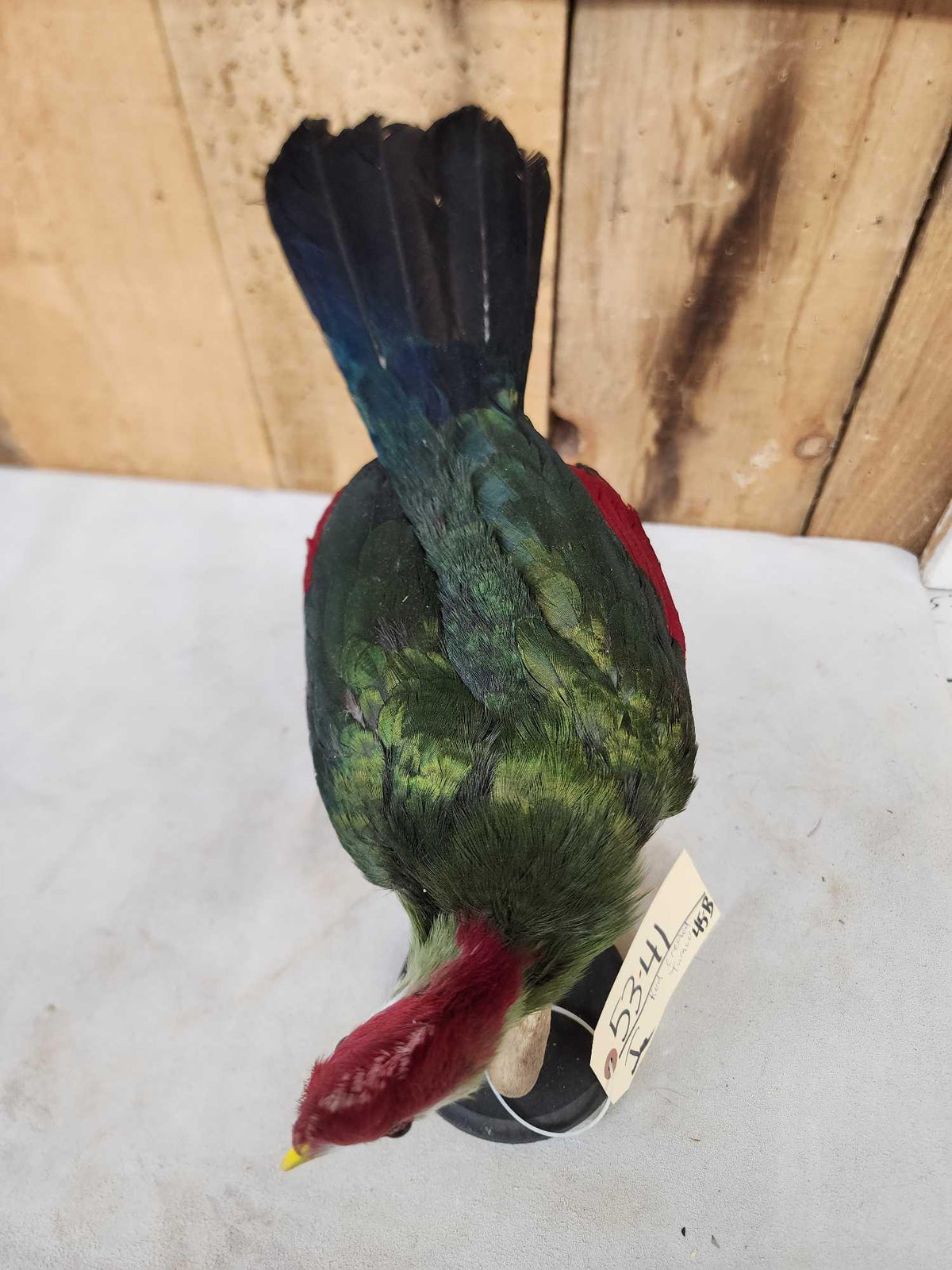 FH45b - African Red Crested Turaco Bird Taxidermy
