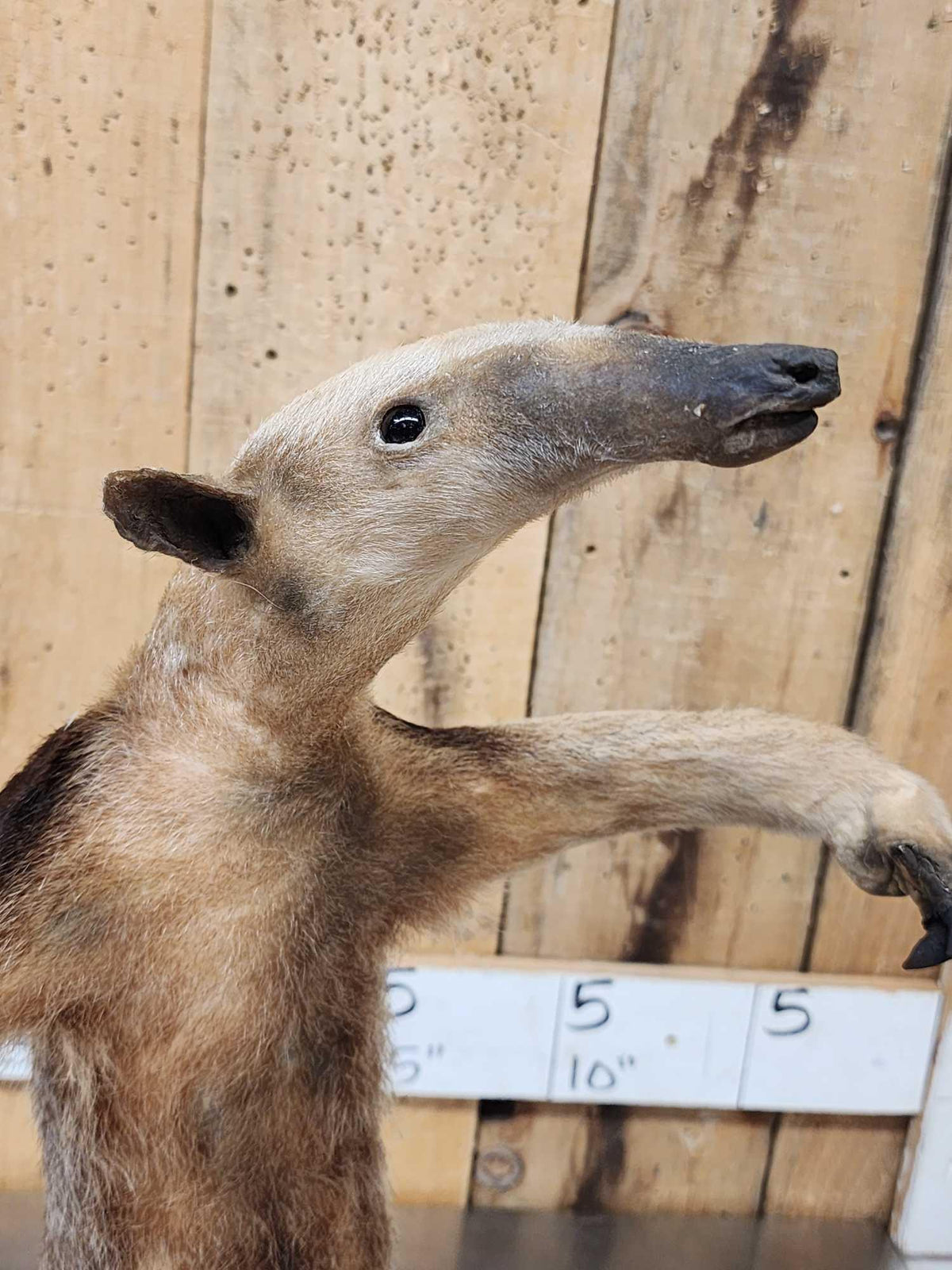 FH47f - Tamandua Ant Eater Full Body Taxidermy Mount