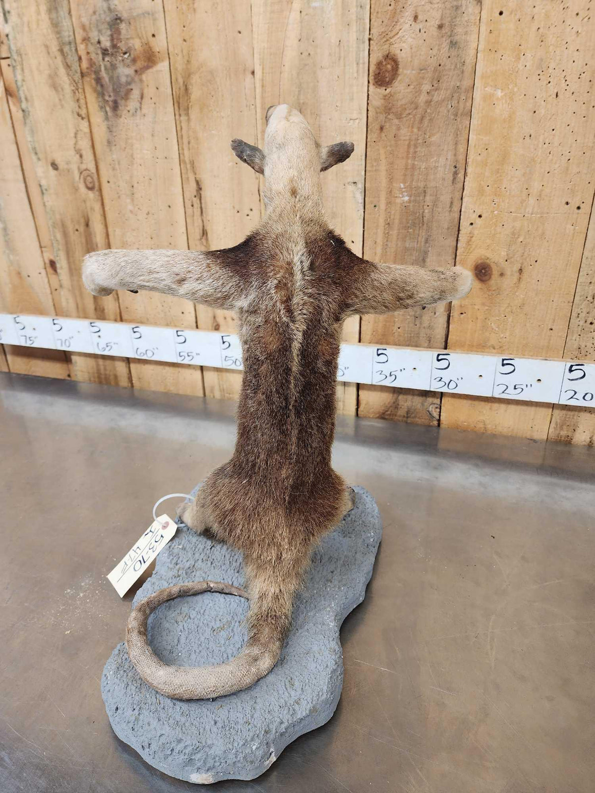 FH47f - Tamandua Ant Eater Full Body Taxidermy Mount