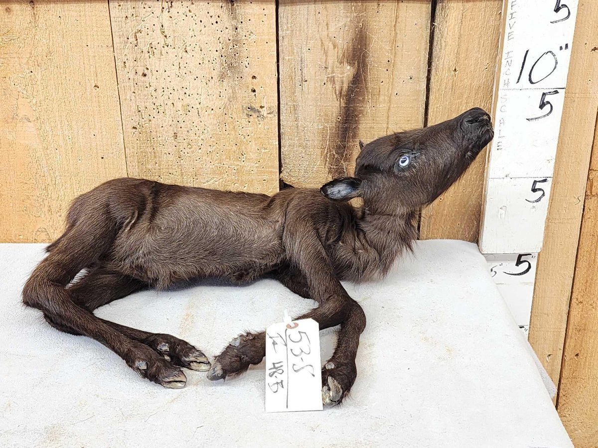 FH48B - Baby Caribou Full Body Taxidermy Mount