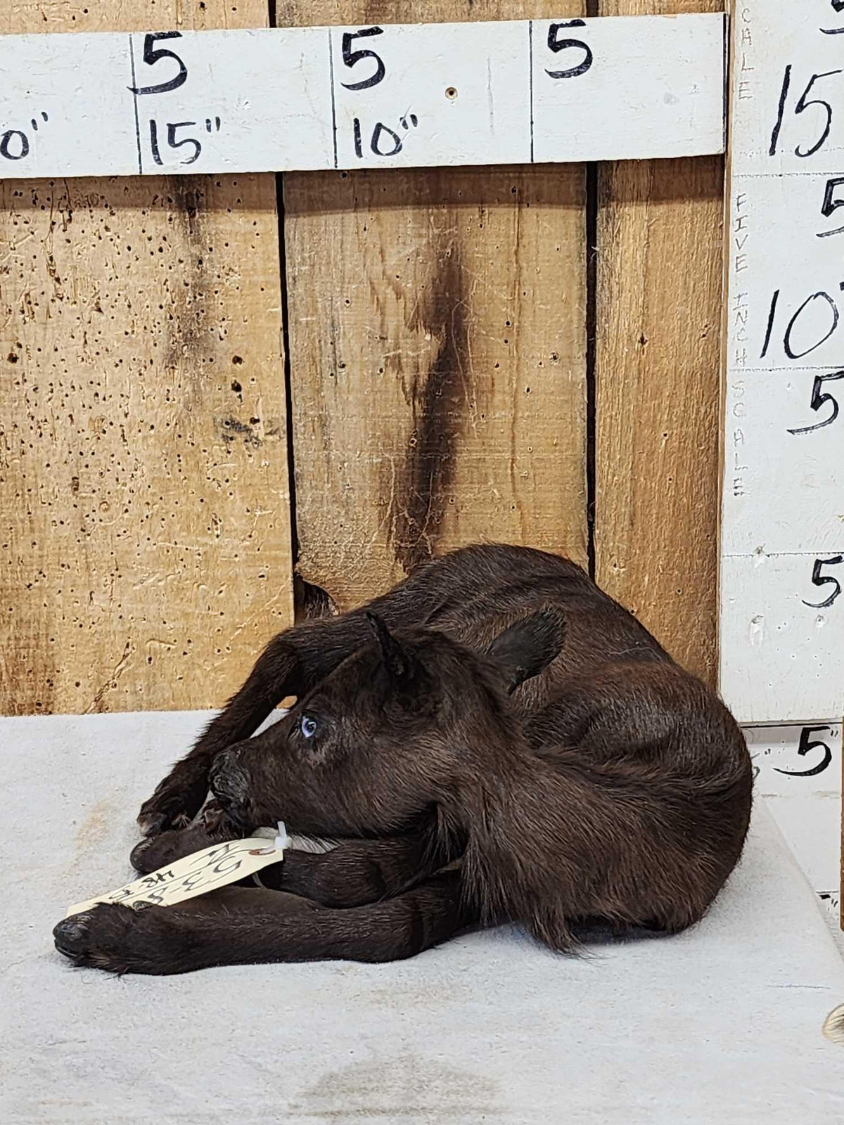 FH48B - Baby Caribou Full Body Taxidermy Mount