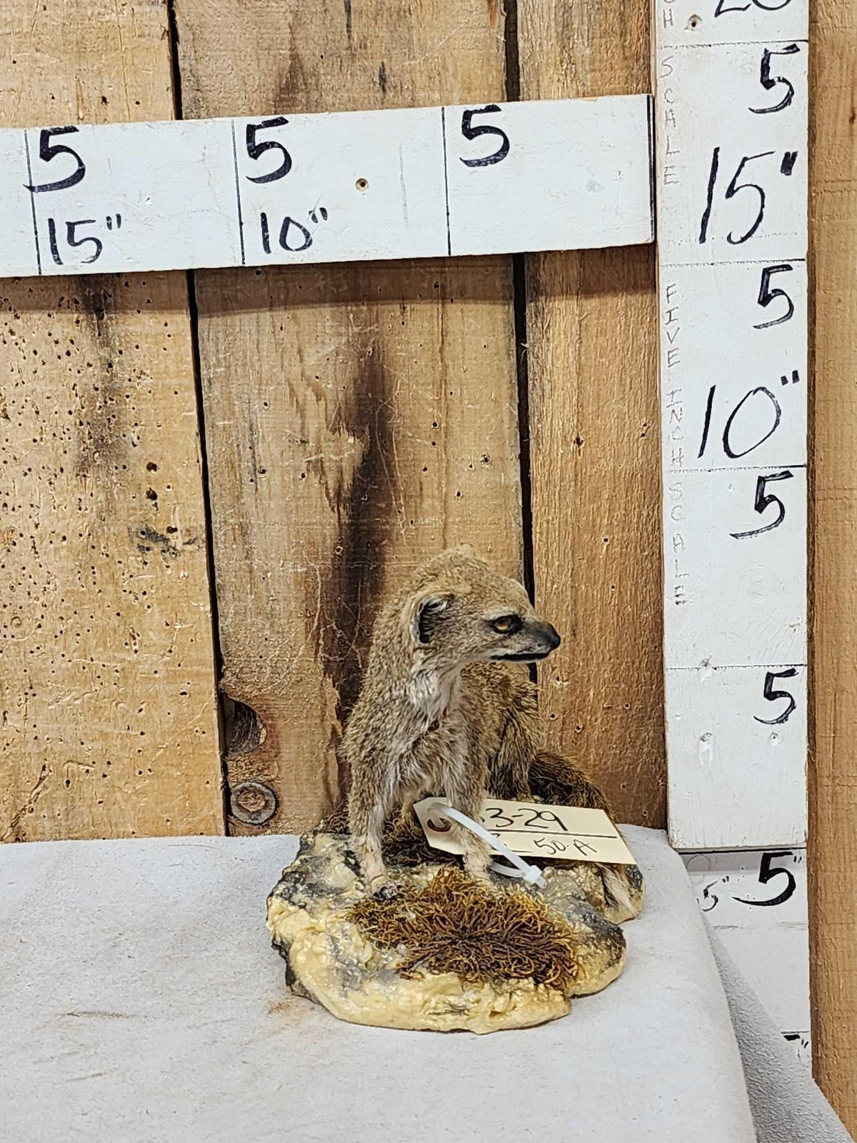 FH50a - African Meerkat Full Body Taxidermy Mount