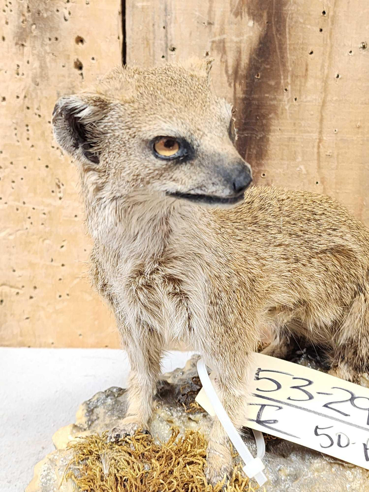FH50a - African Meerkat Full Body Taxidermy Mount