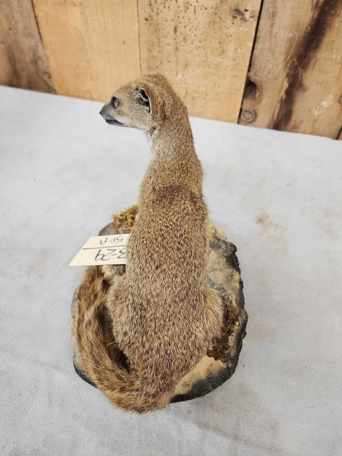 FH50a - African Meerkat Full Body Taxidermy Mount