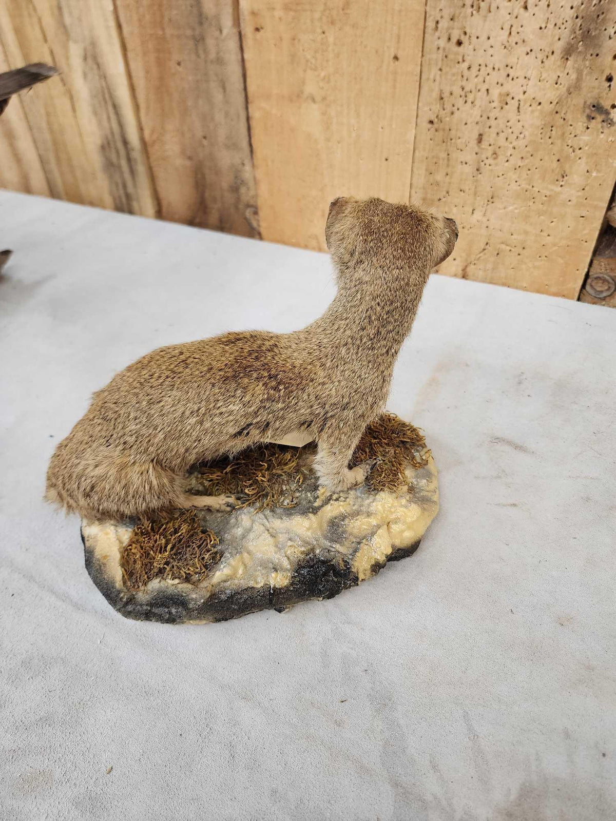 FH50a - African Meerkat Full Body Taxidermy Mount