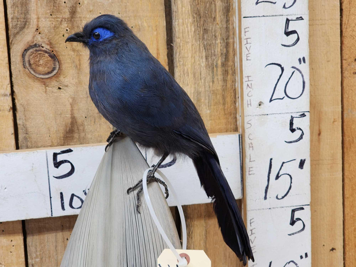 FH51a - Rare Blue Coua Full Body Bird Taxidermy