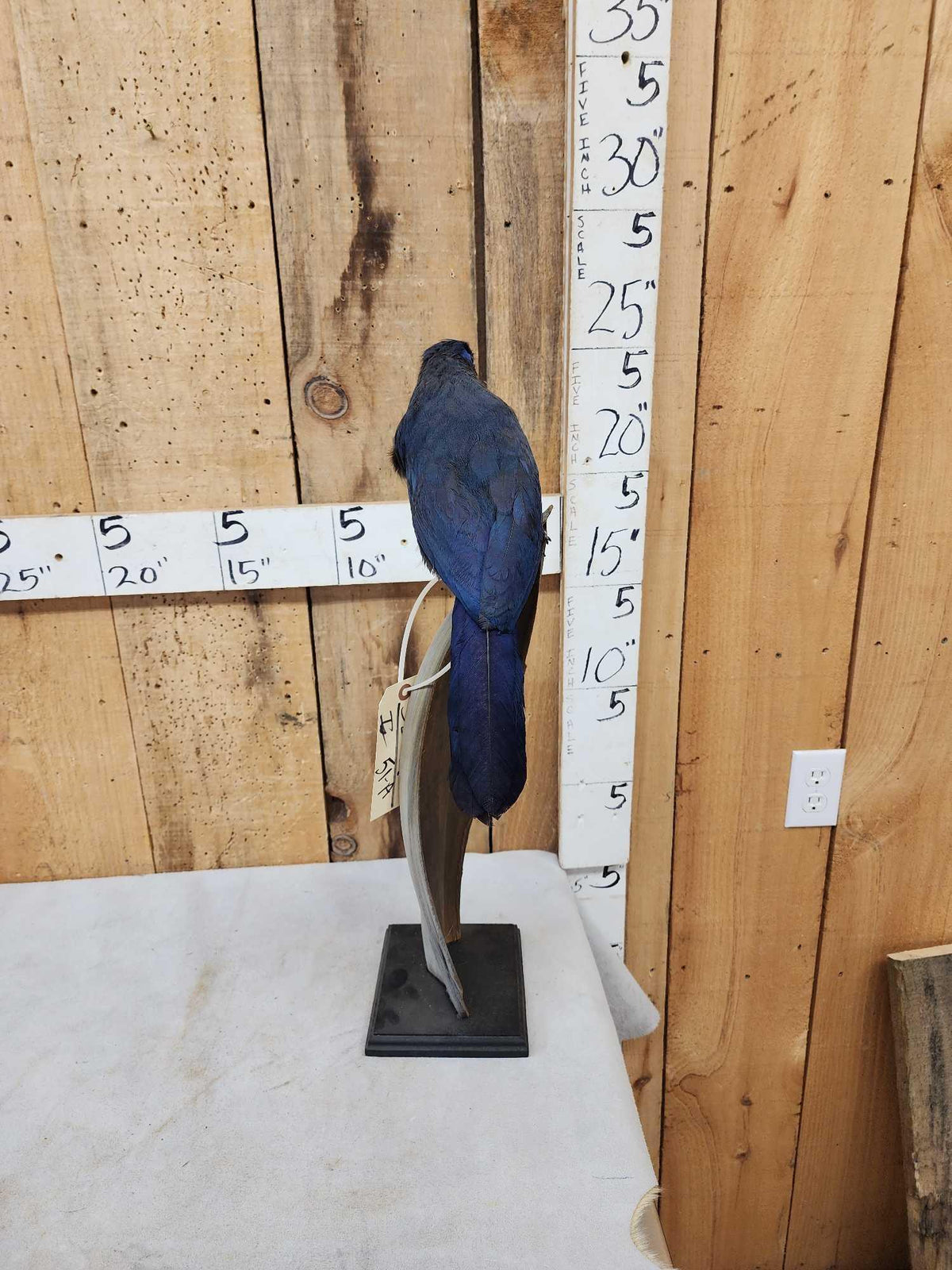 FH51a - Rare Blue Coua Full Body Bird Taxidermy