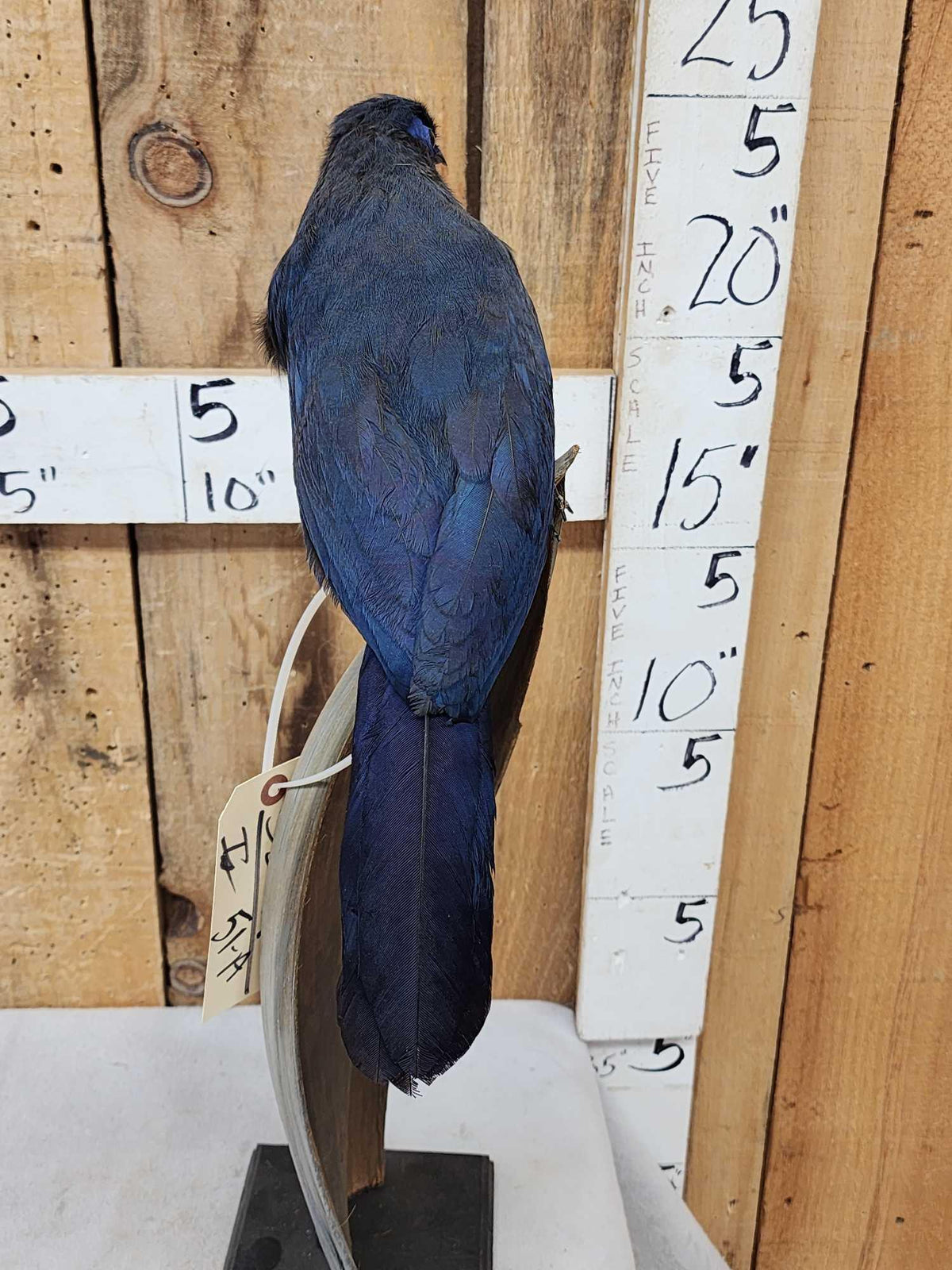 FH51a - Rare Blue Coua Full Body Bird Taxidermy