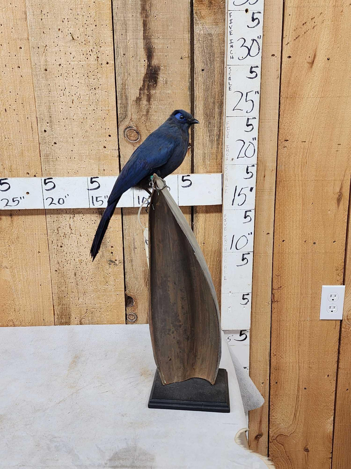 FH51a - Rare Blue Coua Full Body Bird Taxidermy