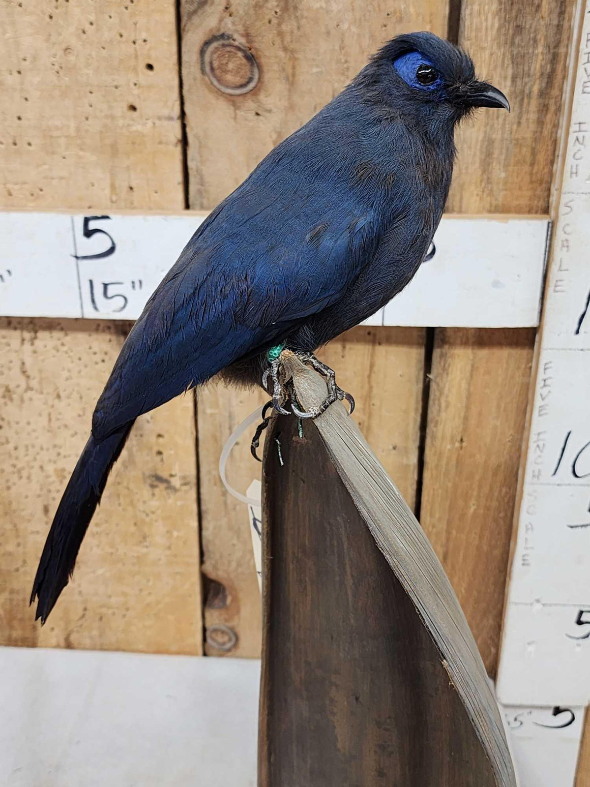 FH51a - Rare Blue Coua Full Body Bird Taxidermy