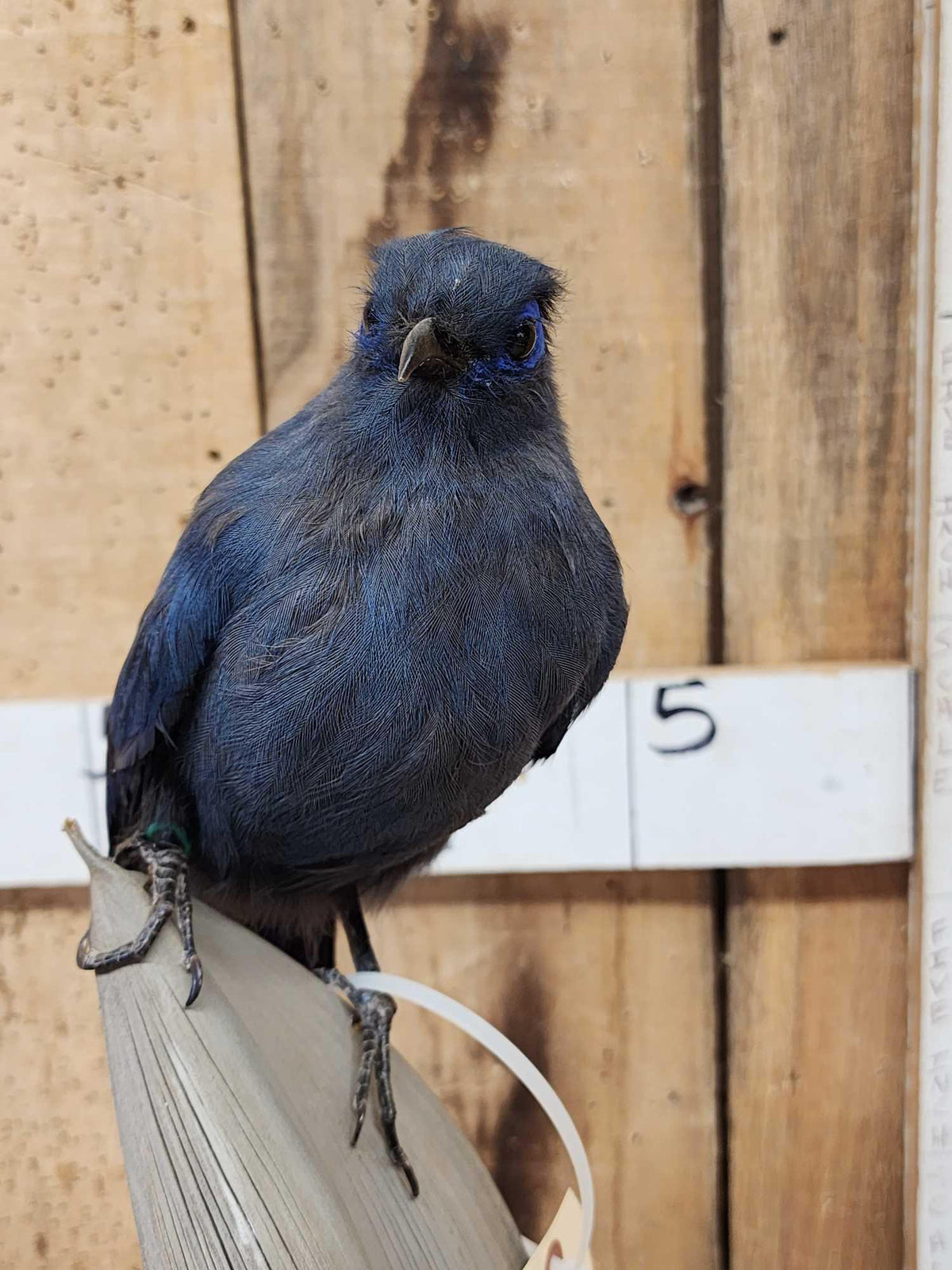 FH51a - Rare Blue Coua Full Body Bird Taxidermy