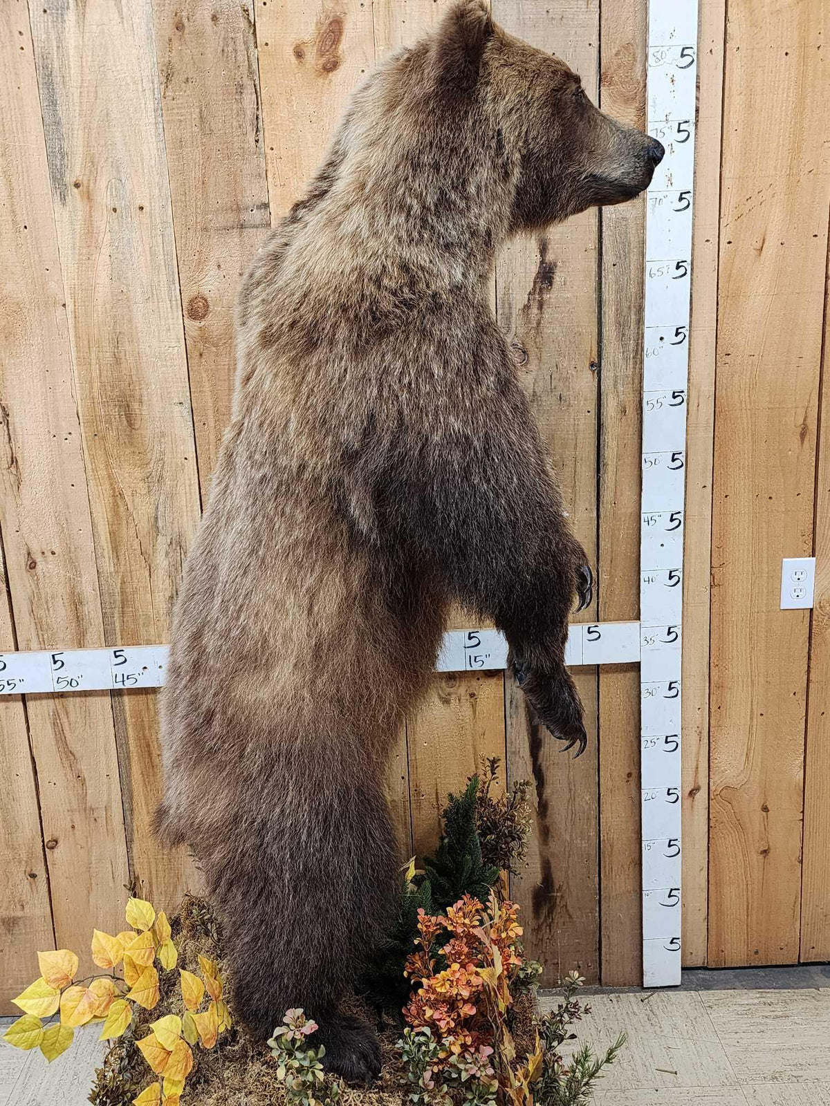 FH52 - Nice Alaskan Interior Grizzly Bear Full Body Taxidermy Mount