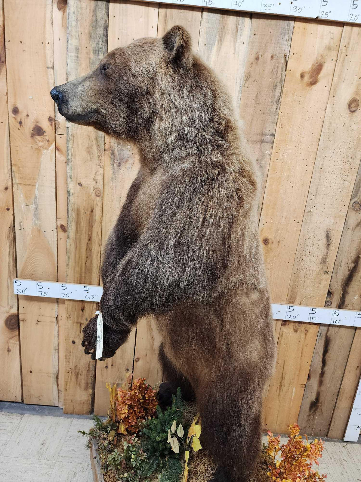 FH52 - Nice Alaskan Interior Grizzly Bear Full Body Taxidermy Mount