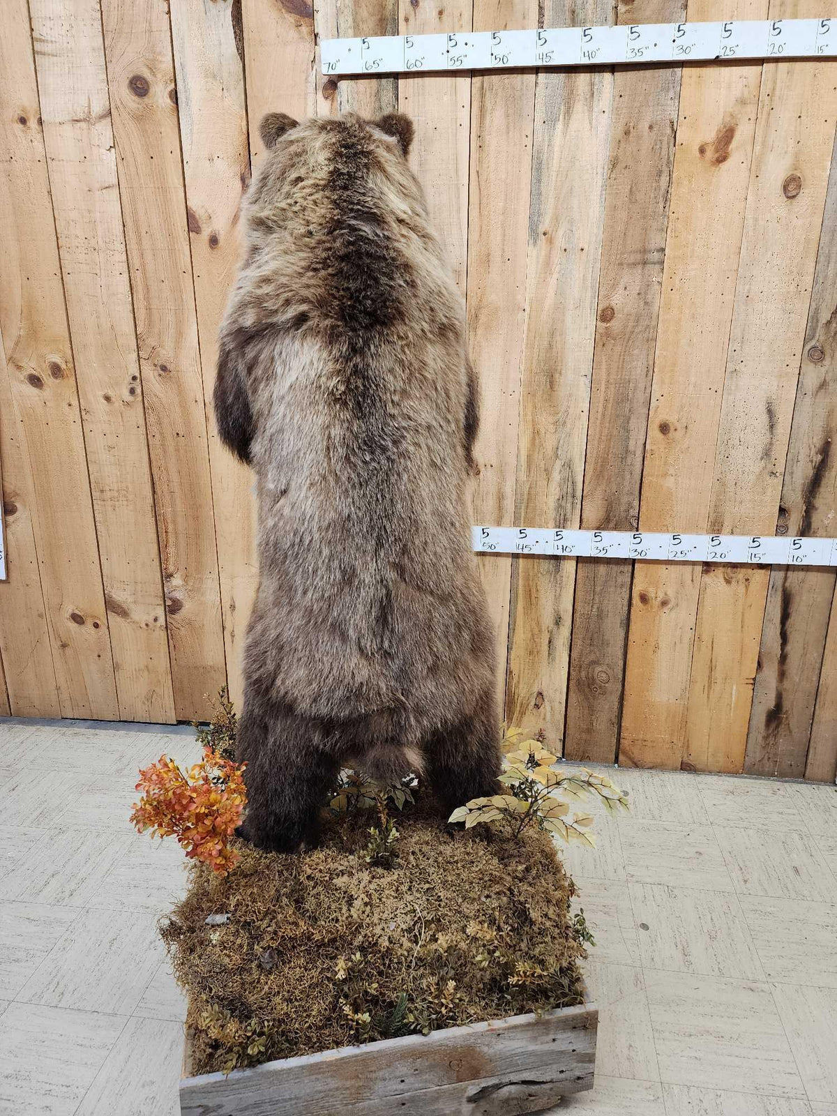 FH52 - Nice Alaskan Interior Grizzly Bear Full Body Taxidermy Mount
