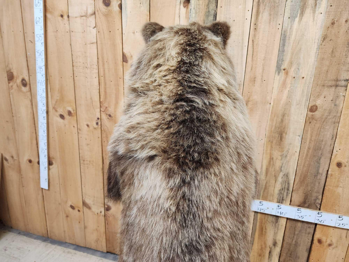 FH52 - Nice Alaskan Interior Grizzly Bear Full Body Taxidermy Mount