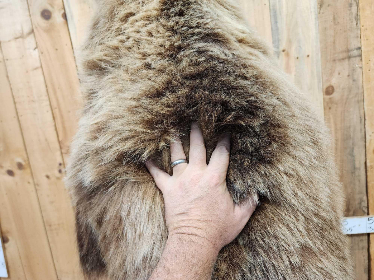 FH52 - Nice Alaskan Interior Grizzly Bear Full Body Taxidermy Mount