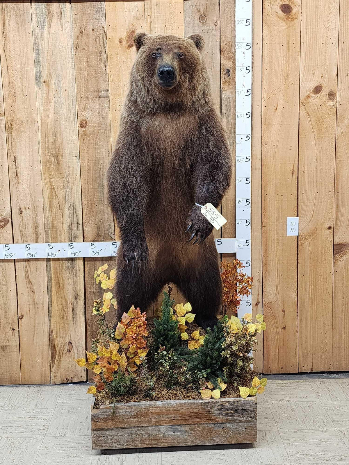 FH52 - Nice Alaskan Interior Grizzly Bear Full Body Taxidermy Mount