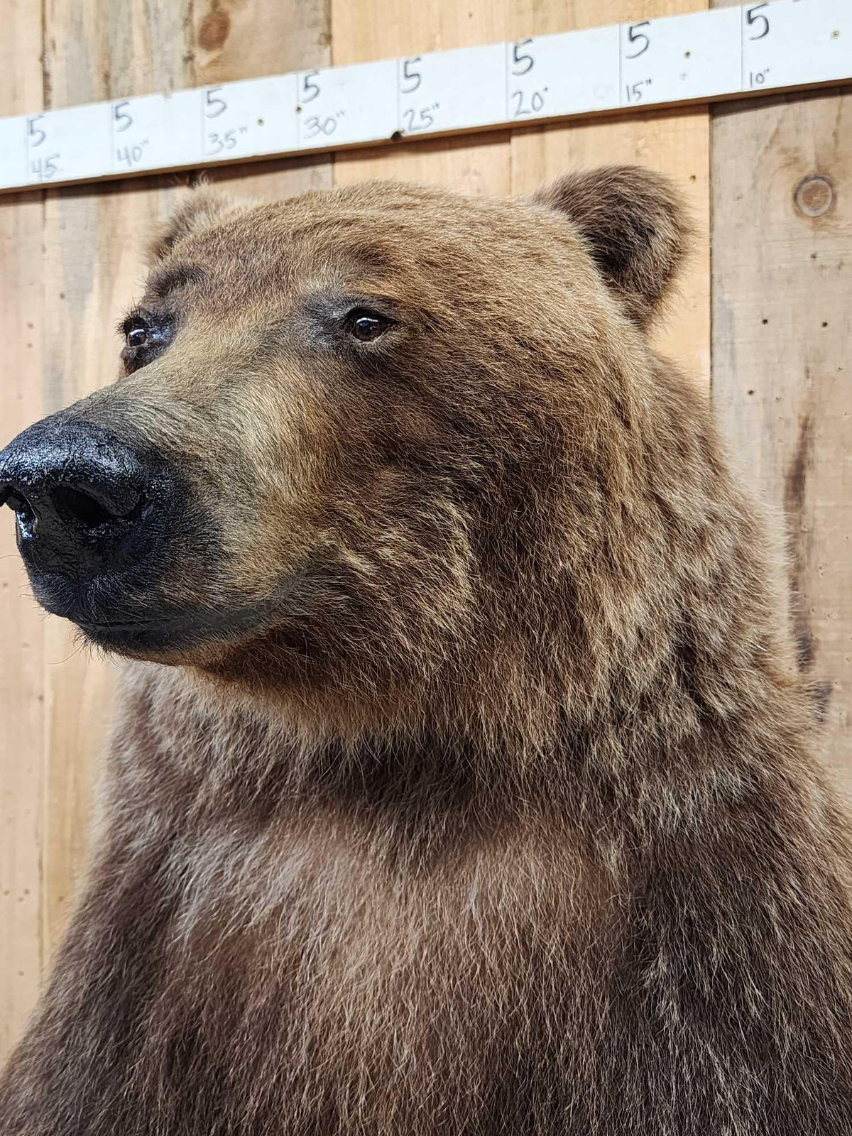 FH52 - Nice Alaskan Interior Grizzly Bear Full Body Taxidermy Mount