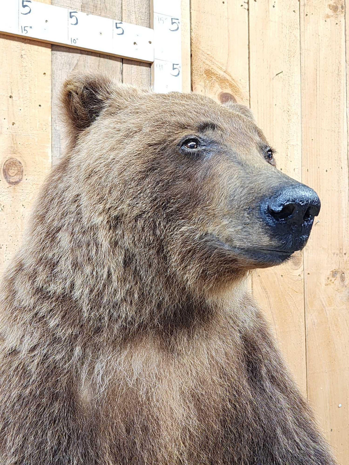 FH52 - Nice Alaskan Interior Grizzly Bear Full Body Taxidermy Mount