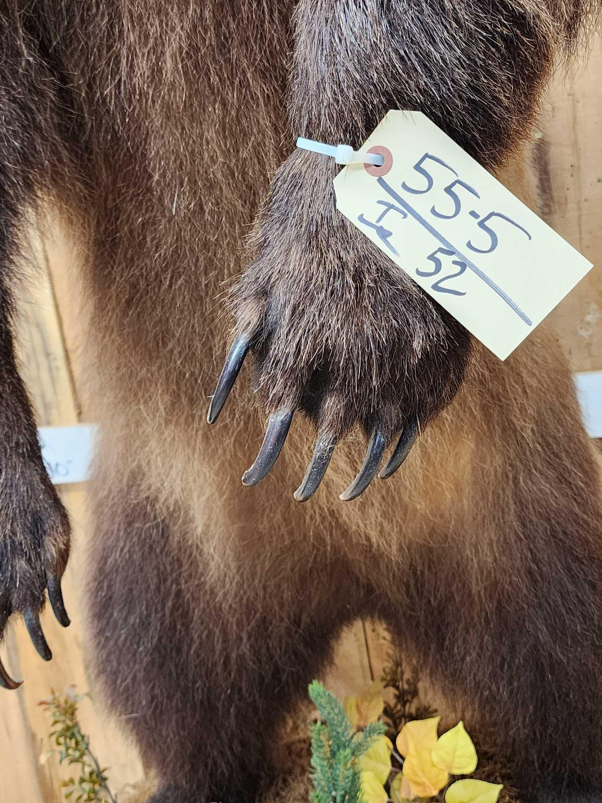 FH52 - Nice Alaskan Interior Grizzly Bear Full Body Taxidermy Mount