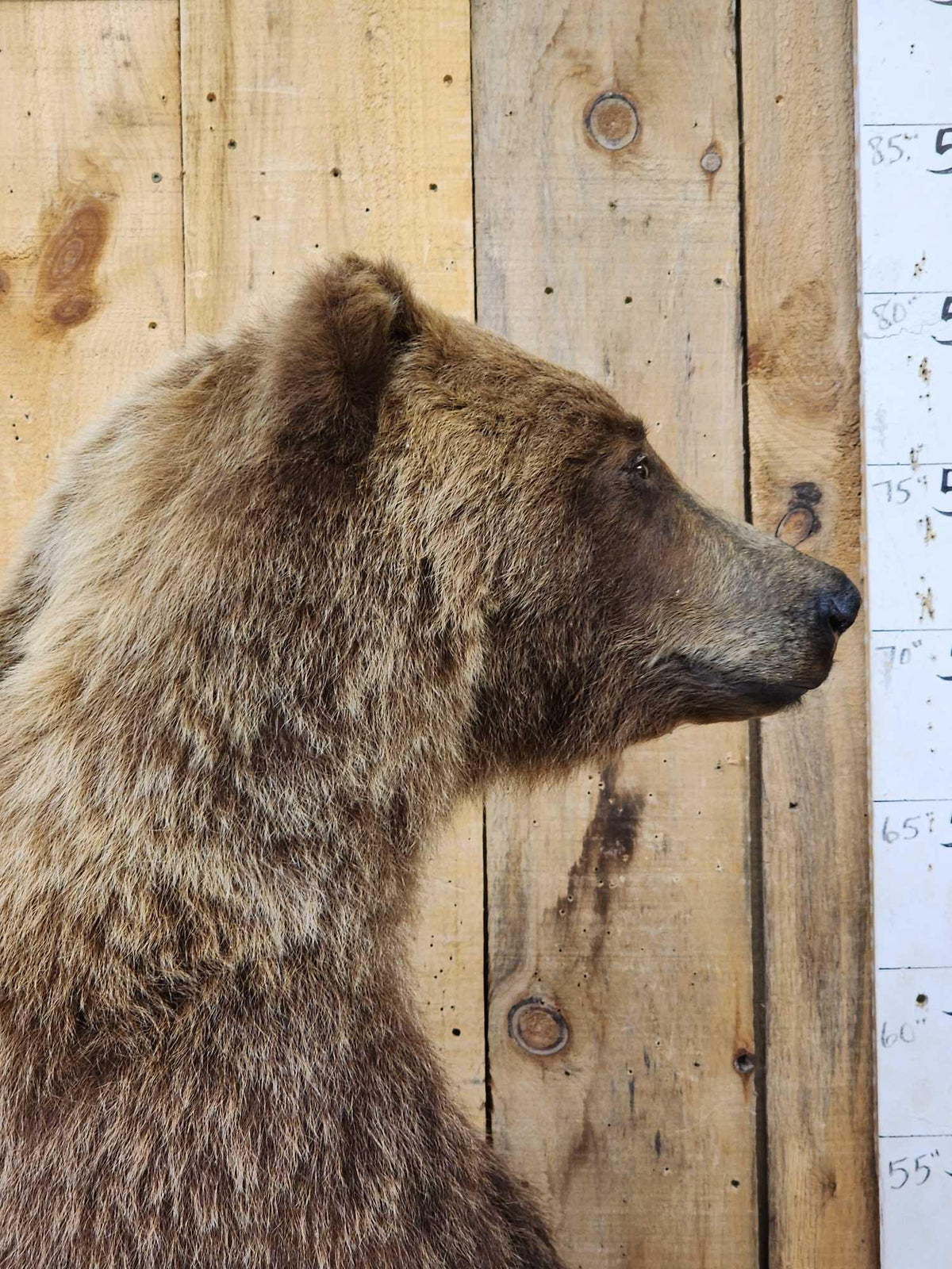 FH52 - Nice Alaskan Interior Grizzly Bear Full Body Taxidermy Mount