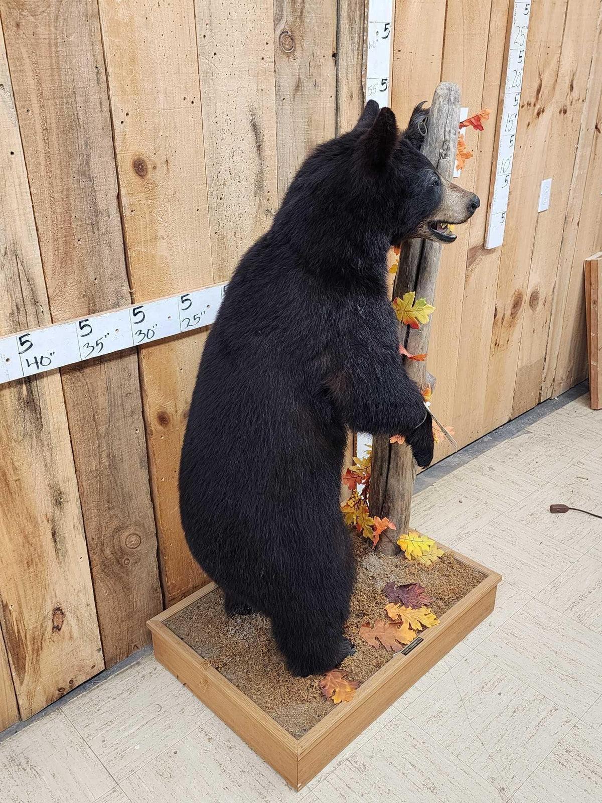 FH52c - Juvenile Black Bear Full Body Taxidermy Mount