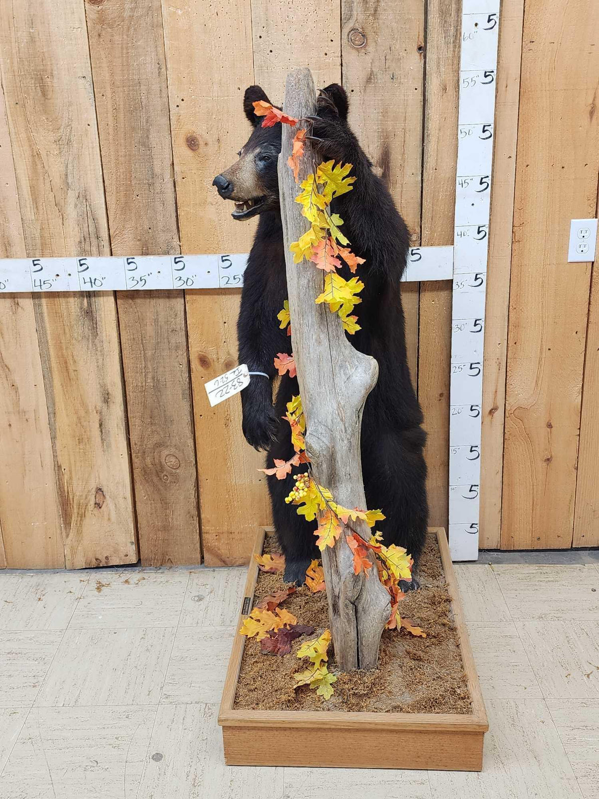 FH52c - Juvenile Black Bear Full Body Taxidermy Mount