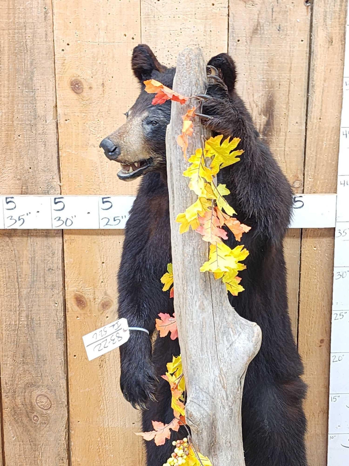 FH52c - Juvenile Black Bear Full Body Taxidermy Mount