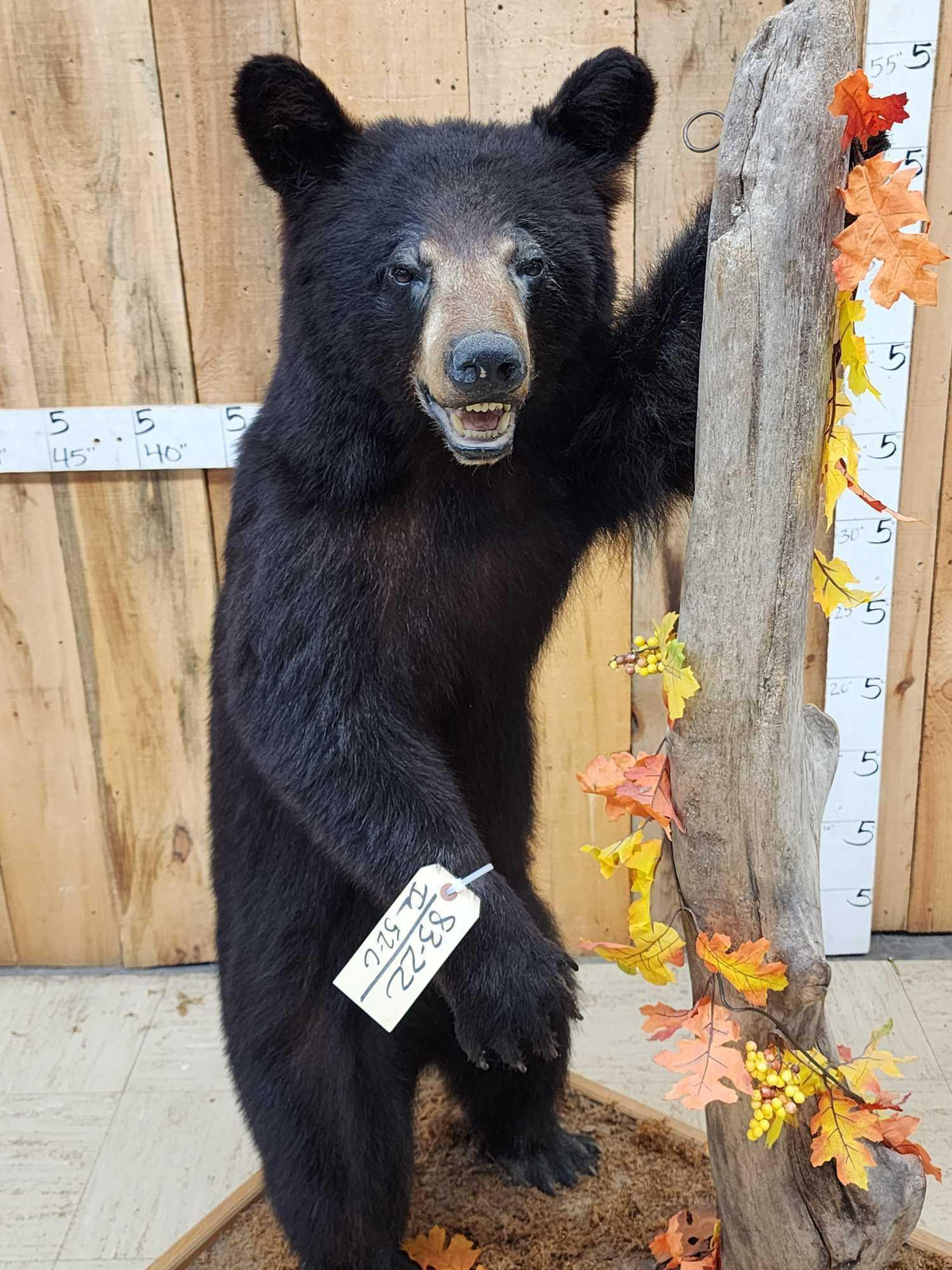 FH52c - Juvenile Black Bear Full Body Taxidermy Mount